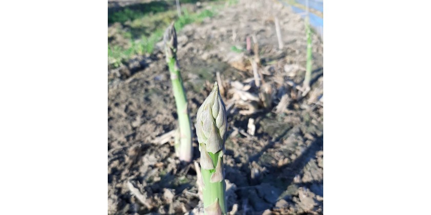 Cinque buoni motivi per acquistare gli asparagi